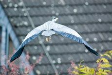 Graureiher (10 von 15).jpg